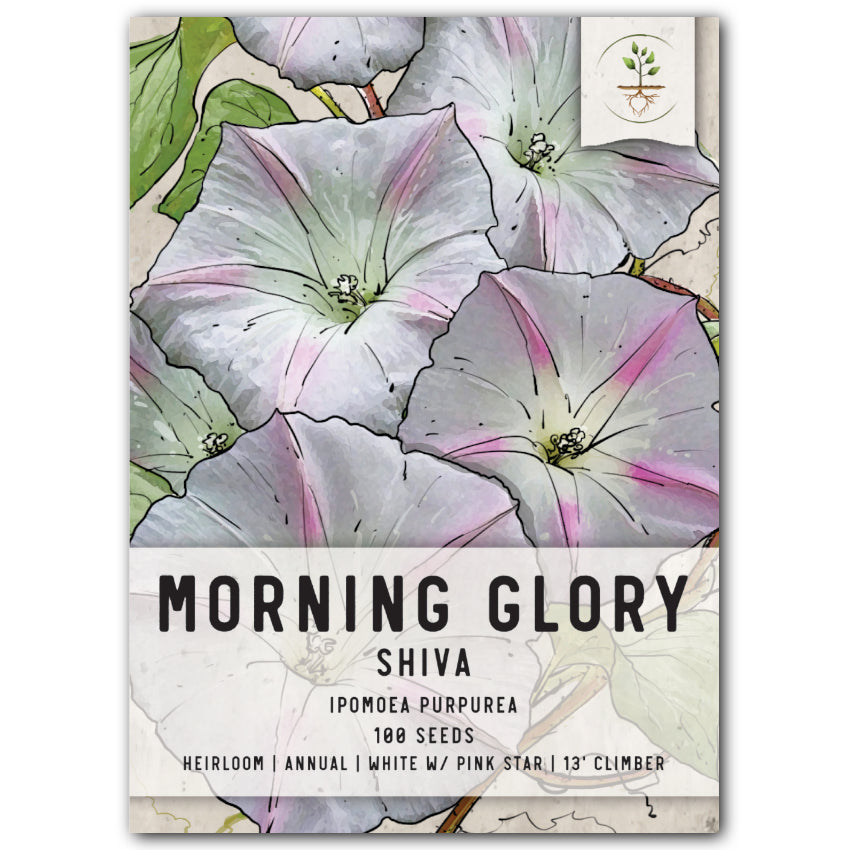 Shiva Morning Glory Seeds For Planting (Ipomoea purpurea)