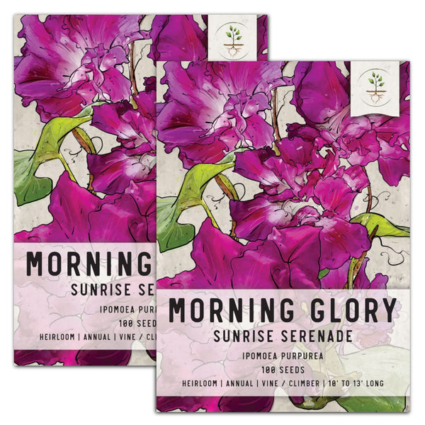 sunrise serenade morning glory seeds for planting