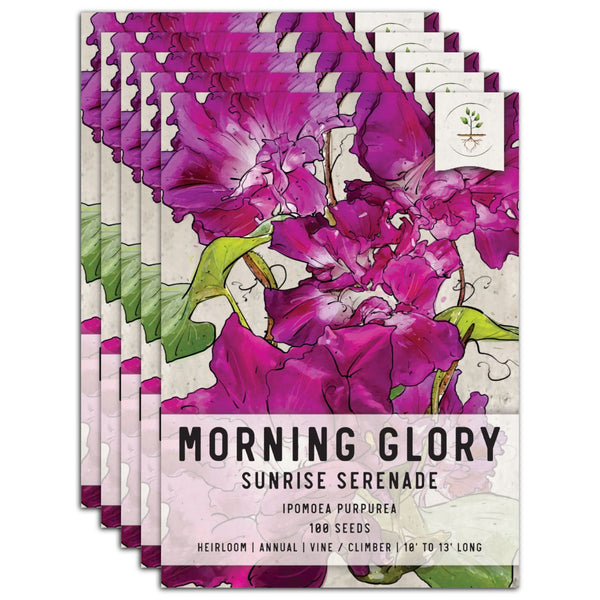 sunrise serenade morning glory seeds for planting