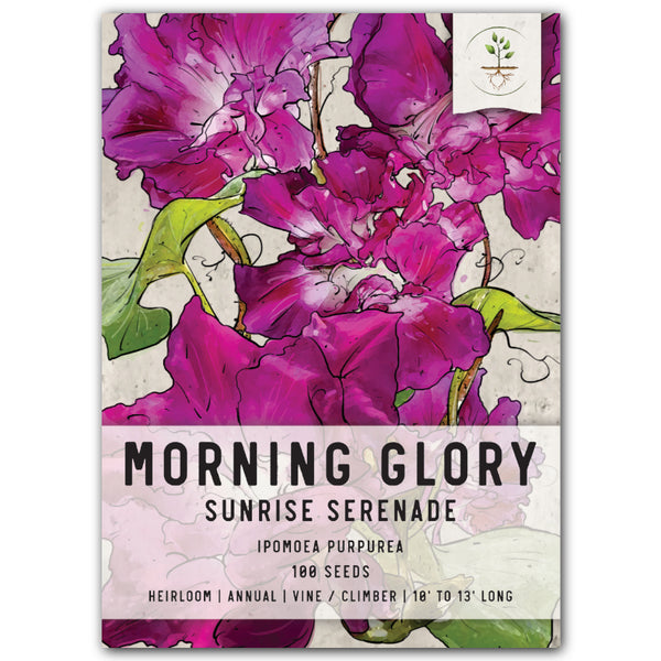 Pink Sunrise Serenade Morning Glory Seeds For Planting (Ipomoea purpurea)
