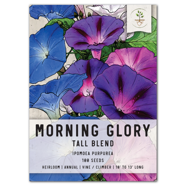 Tall Mixed Morning Glory Seeds For Planting (Ipomoea purpurea)
