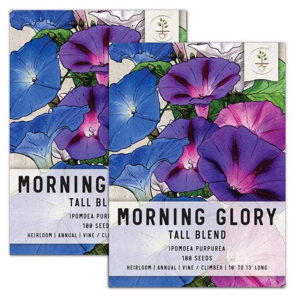 Tall Mixed Morning Glory Seeds For Planting (Ipomoea purpurea)