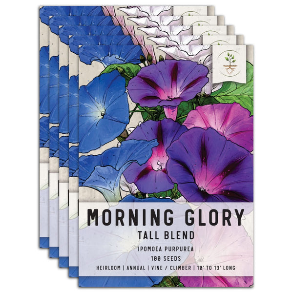 Tall Mixed Morning Glory Seeds For Planting (Ipomoea purpurea)