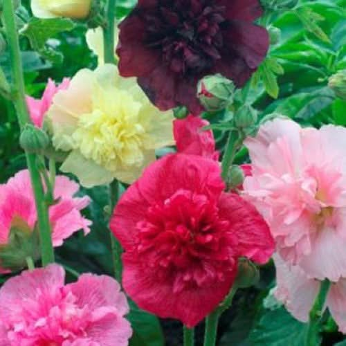 Majorette hollyhock