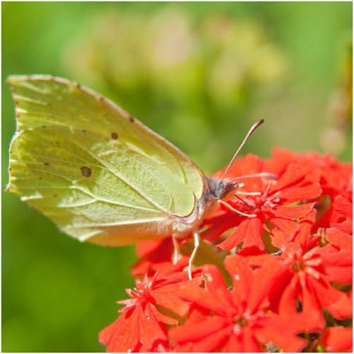 maltese cross flower seeds Maltese Cross Seeds For Planting (Lychnis chalcedonica) Seed Needs – Seed Needs LLC