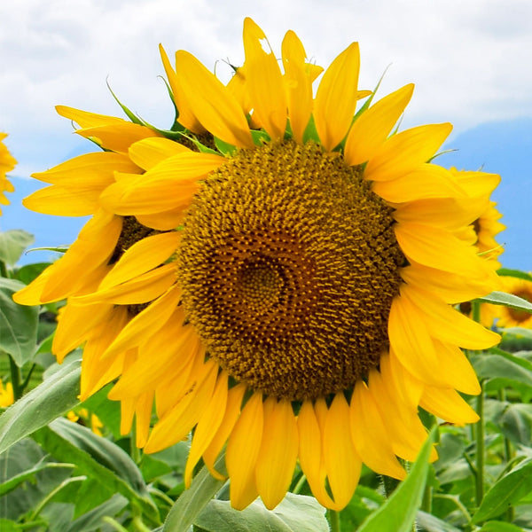 Mammoth Grey Stripe Sunflower Seeds For Planting (Helianthus annuus)