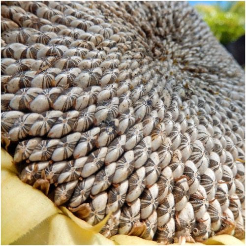 mammoth grey striped sunflower seeds for planting