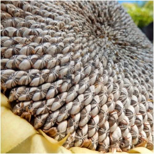 Mammoth Grey Stripe Sunflower Seeds For Planting (Helianthus annuus)