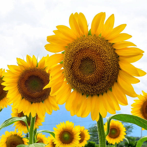 Mammoth Grey Stripe Sunflower Seeds For Planting (Helianthus annuus)