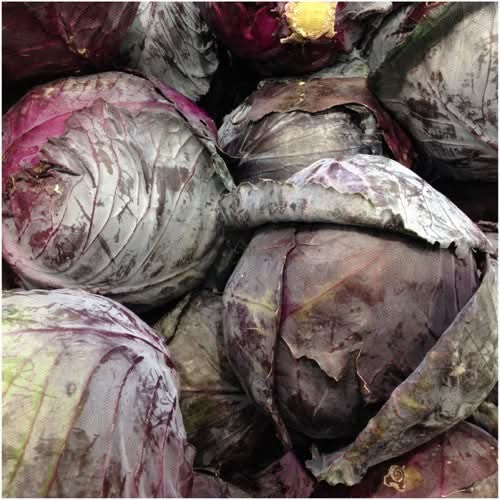 Mammoth Red Rock Cabbage Seeds For Planting (Brassica oleracea)