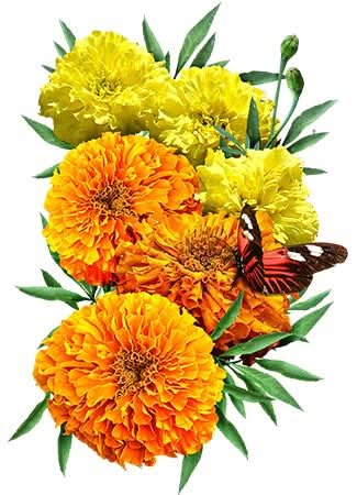 Crackerjack Marigold Mixture (Tagetes erecta)