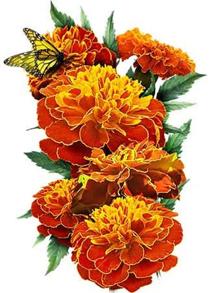 double fiesta marigold seeds for planting