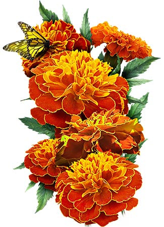 Double Fiesta French Marigold Seeds For Planting (Tagetes patula)