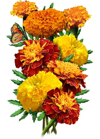 petite marigold seeds for planting