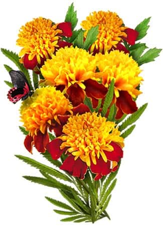 Tiger Eye French Marigold Seeds For Planting (Tagetes patula)