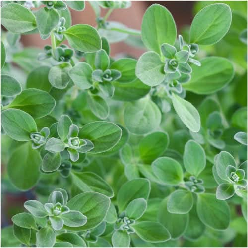 sweet marjoram herb seeds for planting