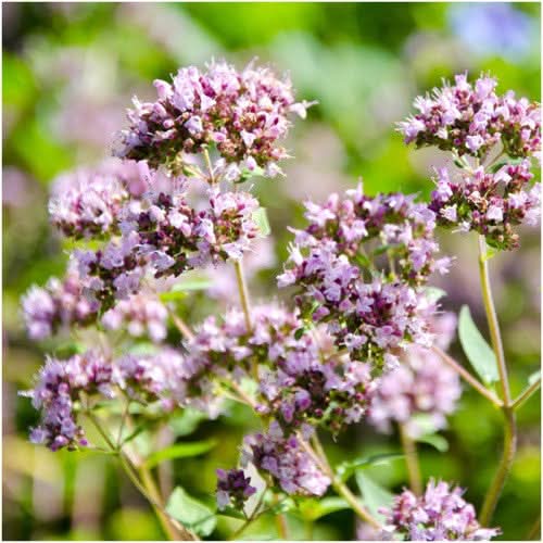 sweet marjoram herb seeds for planting