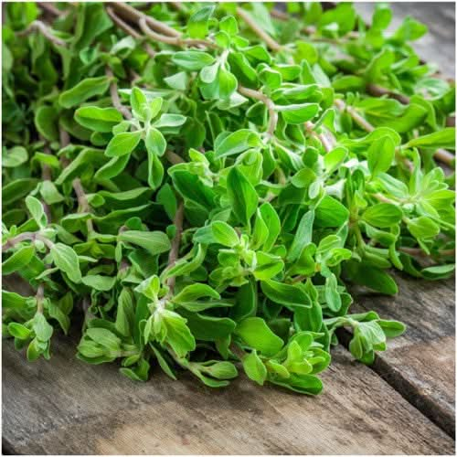 sweet marjoram herb seeds for planting