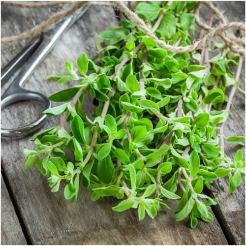 sweet marjoram herb seeds for planting