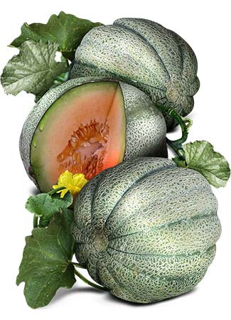 Planters Jumbo Melon Seeds For Planting (Cucumis melo)