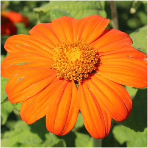 mexican sunflower seeds for planting