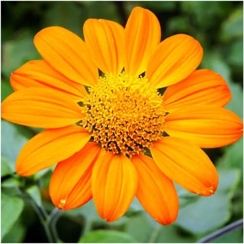 mexican sunflower seeds for planting