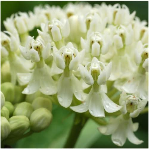 white swamp milkweed seeds for planting