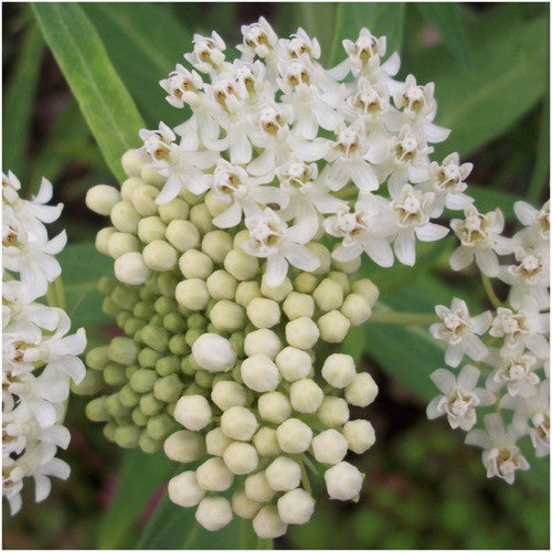 White Swamp Milkweed Seeds For Planting (Asclepias incarnata)