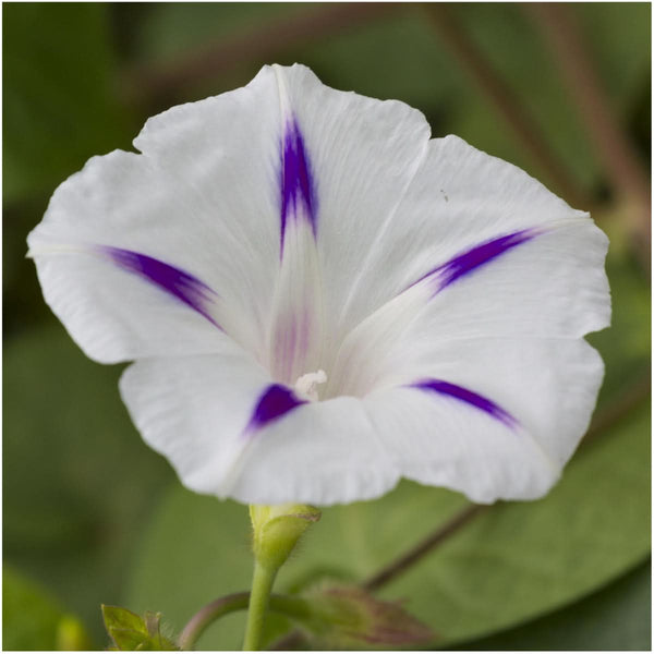 Milky Way Morning Glory Seeds For Planting (Ipomoea tricolor)