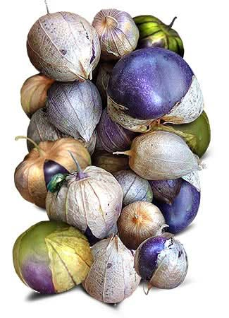 purple tomatillo seeds for planting