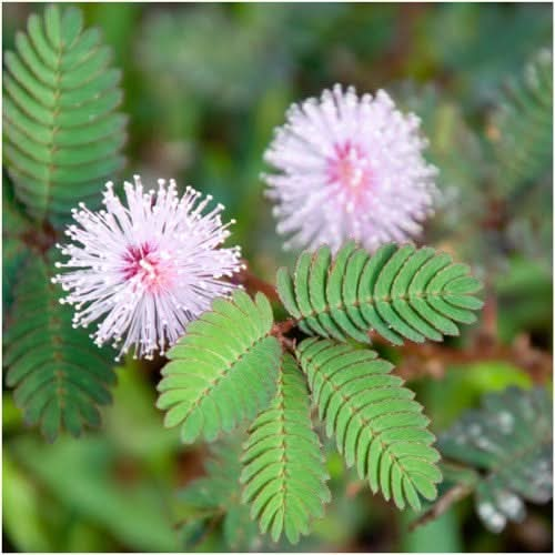 SENSITIVE PLANT MIMOSA PUDICA SEEDS FOR PLANTING