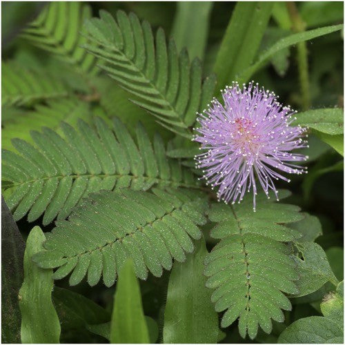 SENSITIVE PLANT MIMOSA PUDICA SEEDS FOR PLANTING