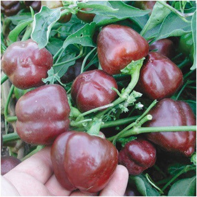 miniature chocolate bell pepper seeds for planting