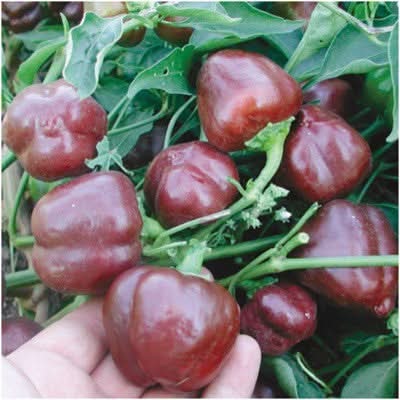 Miniature Chocolate Bell Pepper Seeds For Planting (Capsicum annuum)