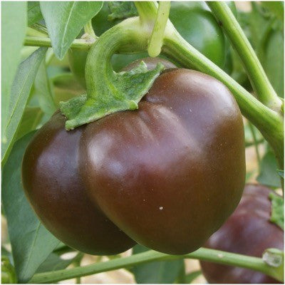 Miniature Chocolate Bell Pepper Seeds For Planting (Capsicum annuum)