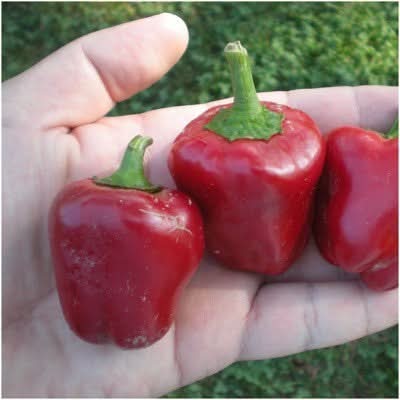 planting red bell pepper seeds Miniature Red Bell Pepper Seeds For Planting (Capsicum annuum) – Seed Needs LLC
