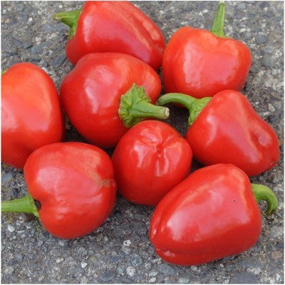 Miniature Red Bell Pepper Seeds For Planting (Capsicum annuum)