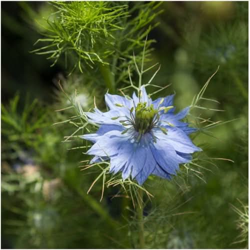 Blue Love In A Mist Seeds For Planting (Nigella damascena) – Seed