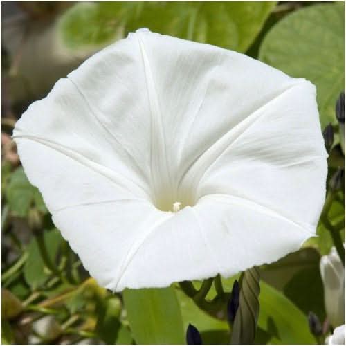 White Moonflower Seeds For Planting - Evening Bloomer (Ipomoea alba)