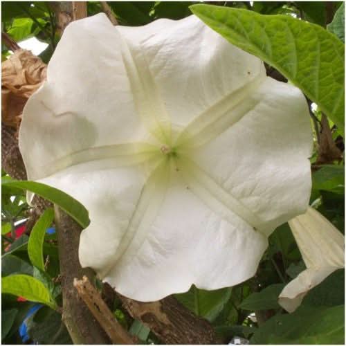White Moonflower Seeds For Planting - Evening Bloomer (Ipomoea alba)