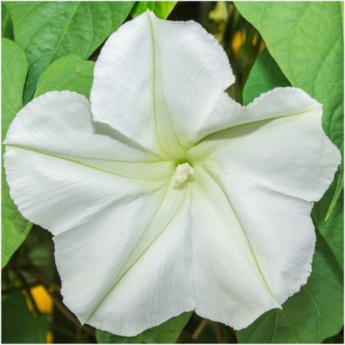 White Moonflower Seeds For Planting - Evening Bloomer (Ipomoea alba)