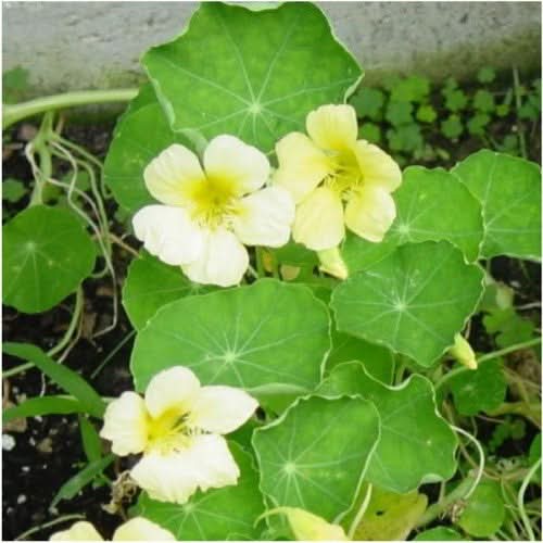 Moonlight Nasturtium Seeds For Planting (Tropaeolum majus)