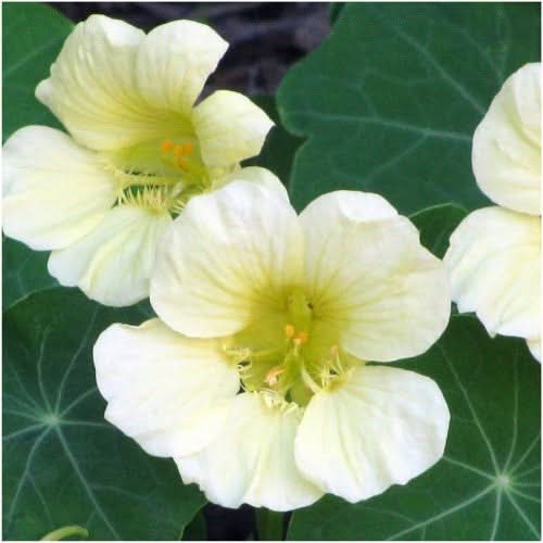 Moonlight Nasturtium Seeds For Planting (Tropaeolum majus)
