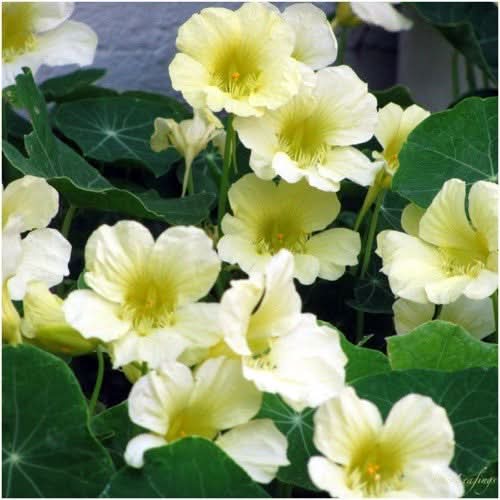 Moonlight Nasturtium Seeds For Planting (Tropaeolum majus)