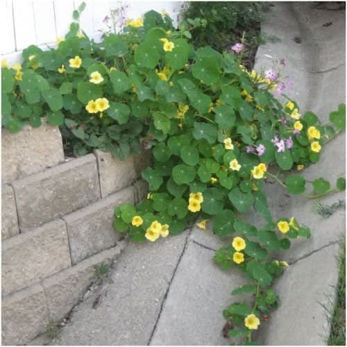 Moonlight Nasturtium Seeds For Planting (Tropaeolum majus)