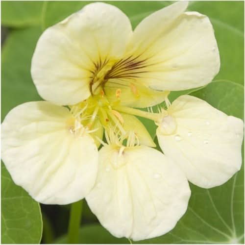 Moonlight Nasturtium Seeds For Planting (Tropaeolum majus)