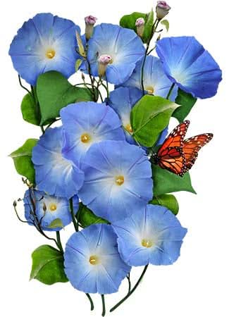 Heavenly Blue Morning Glory (Ipomoea tricolor)