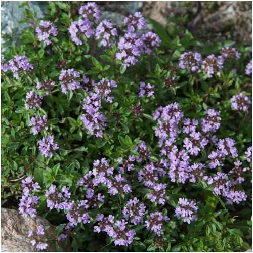 Mother of thyme creeping thyme seeds for planting