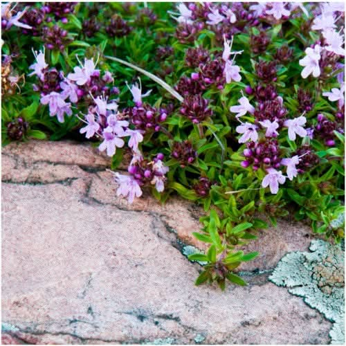 Mother of thyme creeping thyme seeds for planting