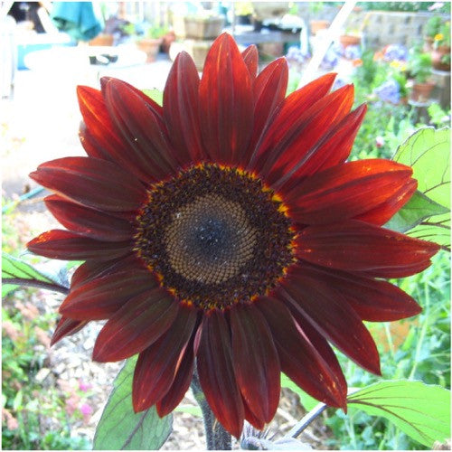 moulin rouge sunflower seeds for planting